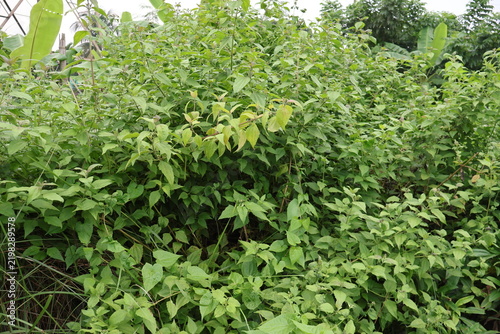 Lush green basil plant with fresh leaves ready for culinary or herbal use
