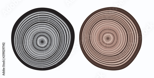 Tree trunk cut texture, wood slice annual rings vector pattern