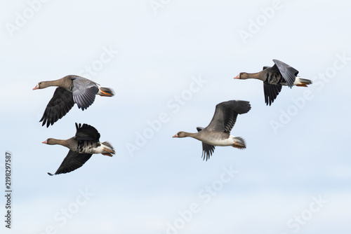 three adult and one first year greater white-fronted goose (anser albifrons) in flight during autumn migration, found at Fehmarn at the Baltic Sea