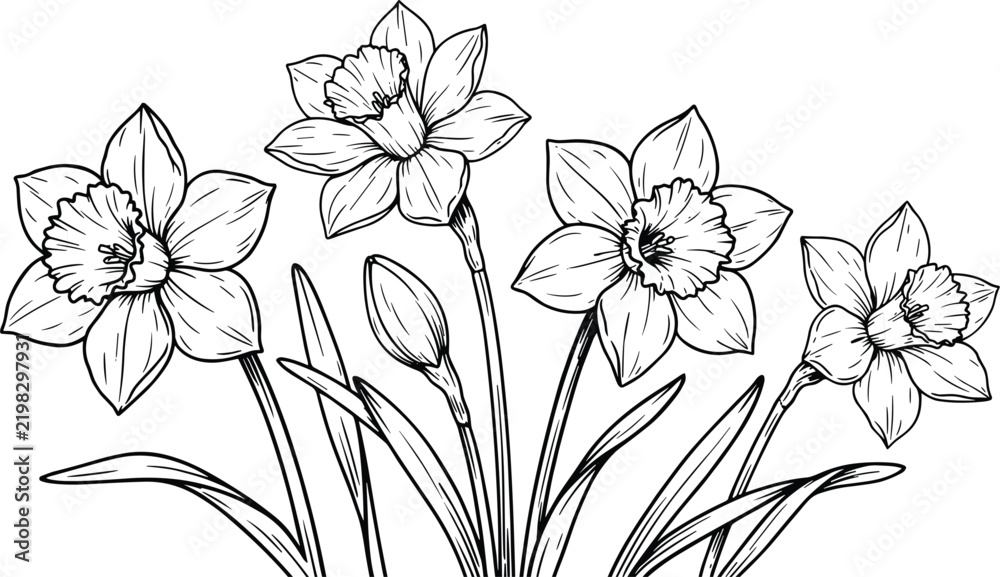 Obraz premium Vintage Hand Drawn Daffodil Flower Border Sketch Featuring Narcissus Blossoms Buds and Long Leaves Vector Illustration for Spring Greeting Card Designs