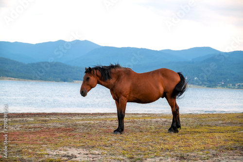 Discarded plastic litter in grass near Batak lake with herd grazing horses background environmental protection alert Bulgaria summer