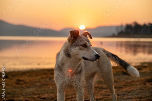 Stray Dog Standing Batak Lake Shore Sunrise Bulgaria Golden Hour Mountain Backdrop Sunset Water Surface Warm Light Outdoor Nature Wildlife Canine Animal Concept Stock Photo