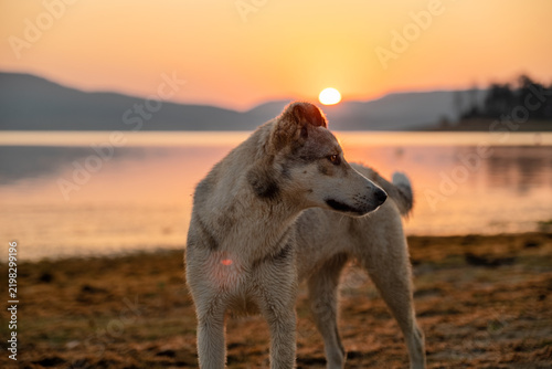 Homeless Dog Looking Away Batak Lake Shore Sunrise Bulgaria Sunrise Golden Hour Mountain Landscape Sunset Water Surface Calm Nature Wildlife Concept Stock Photo
