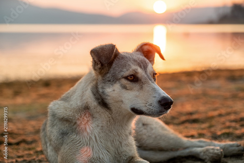 Close Up Portrait Stray Dog Batak Lake Shore Sunrise Bulgaria Golden Hour Sun Disk Water Surface Mountain Backdrop Pet Adoption Care Concept Stock Photo