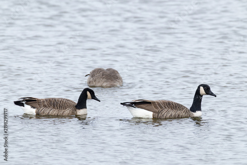 canada goose (branta canadensis) resting during autumn migration, found at Fehmarn at the Baltic Sea in Germany