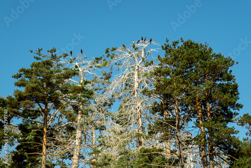 Trees Island Batak Lake Nesting Wild Birds Clear Blue Sky Backdrop Tourist Summer Hiking Adventure Natural Beauty Wildlife Habitat Relax Hobby Concept Bulgaria Landscape Stock Photo