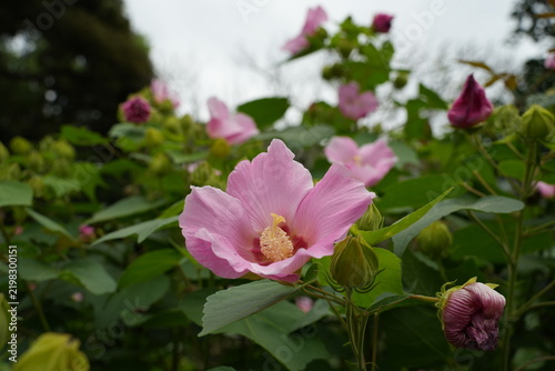 Obraz na płótnie 芙蓉 花 ピンク 宝戒寺