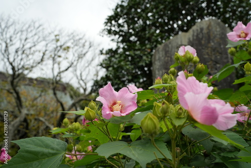 芙蓉　花　ピンク  宝戒寺