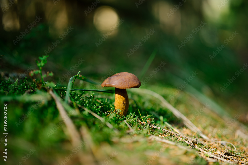 Obraz premium Close-up of a small edible bay bolete (Imleria badia) mushroom growing in vibrant green moss on a forest floor during autumn