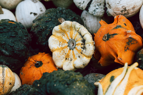 Textured heirloom squash and ornamental gourds, including bumpy Marina di Chioggia and striped turban squash, arranged for organic fall decor, natural Halloween styling, rustic seasonal living