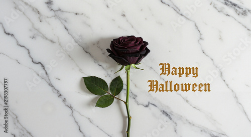 Dark purple rose with 