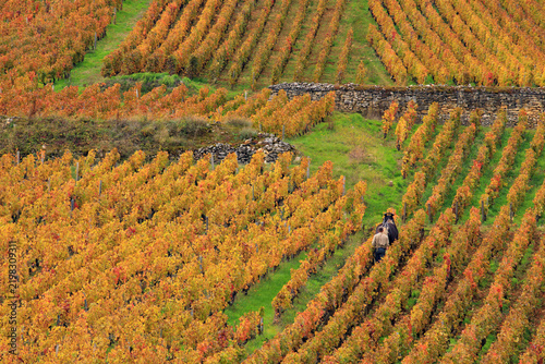 Travaux de la vignes à cheval en Bourgogne