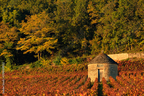 Cabotte dans les vignes de Bourgogne