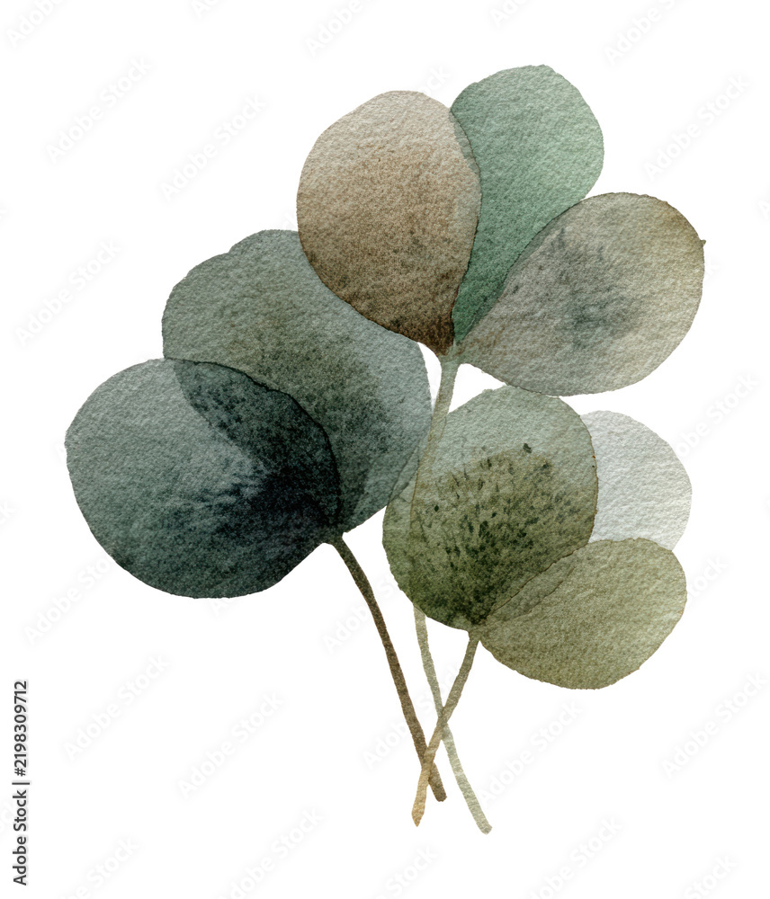 Obraz premium PNG Elegant watercolor eucalyptus leaves illustration