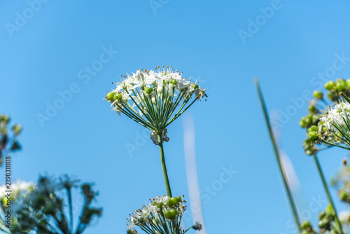 Картината върху платно Several white umbel flowers growing upward against a clean blue sky background