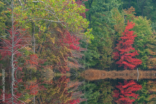 Autumn landscape of the shoreline of Hall Lake with mirrored reflections in calm water, Yankee Springs State Park, Michigan, USA