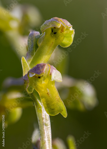 Closeup of Green frog orchid flowering