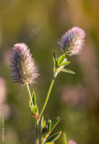 Hairy Hares-foot clover flowering in summer