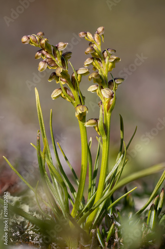 Alpine dwarf orchid flowering in an alpine meadow