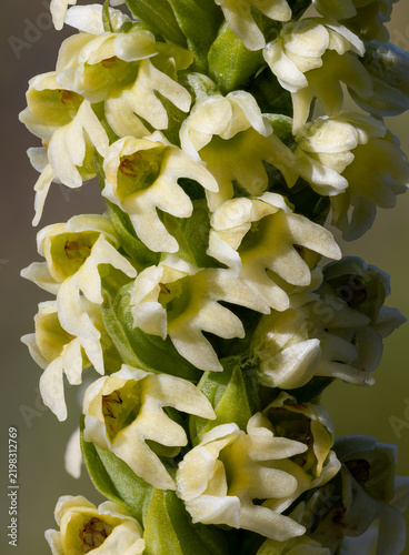 Closeup of Small-white orchid inflorescence
