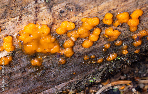Orange jelly spot fungus growth on a tree trunk 
