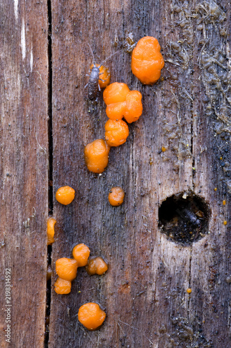 Orange jelly spot fungus growing on a dead tree trunk 