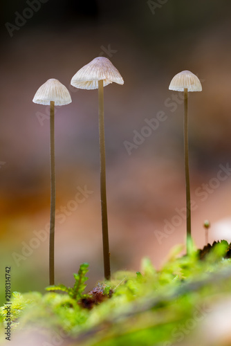 Small bonnet mushrooms growing in mossy ground