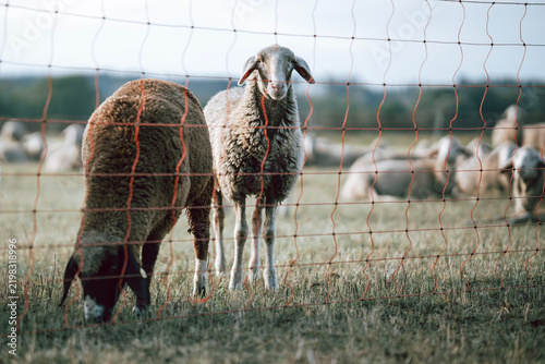 Sheep grazing behind a wire fence in a Bavarian pasture, Germany, traditional livestock farming, regenerative grazing, rural landscape, animal welfare and sustainable countryside lifestyle