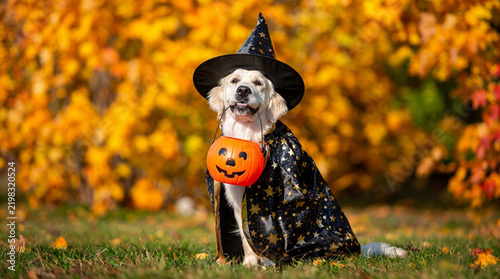 funny golden retriever dog posing for halloween in a costume
