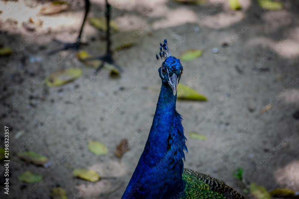 Fototapeta premium Blue peacock with vivid blue plumage standing head down on sandy ground with scattered leaves in Taipei, Taiwan