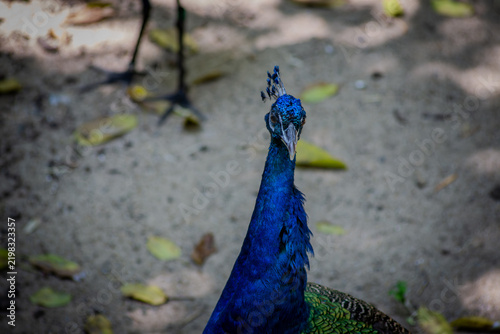 Fotografía Blue peacock with vivid blue plumage standing head down on sandy ground with sca