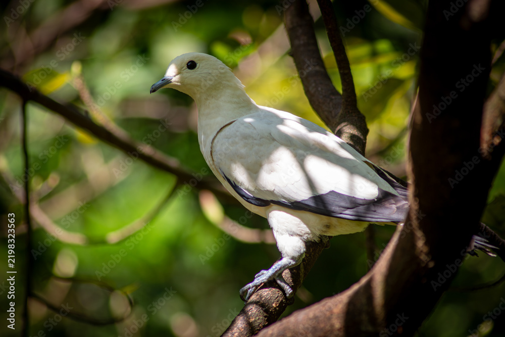 Obraz premium Pied imperial pigeon perched on a tree branch in tropical forest in Taipei, Taiwan