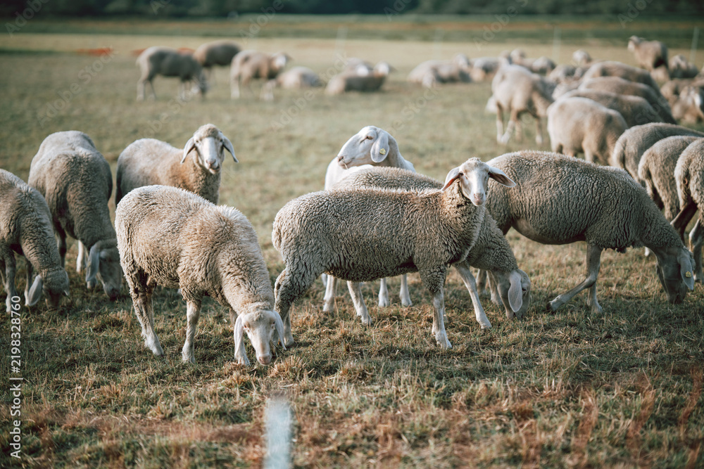 Obraz premium Sheep grazing behind a wire fence in a Bavarian pasture, Germany, traditional livestock farming, regenerative grazing, rural landscape, animal welfare and sustainable countryside lifestyle