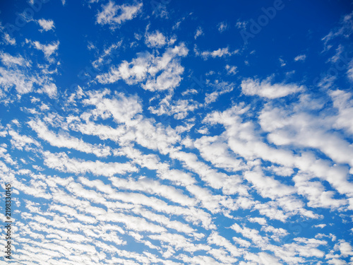 Obraz na płótnie 秋の空。巻積雲（けんせきうん）。うろこ雲。いわし雲。さば雲。青空。鮮やかな青空。雲模様。パターン。小さな雲。繰り返し。
