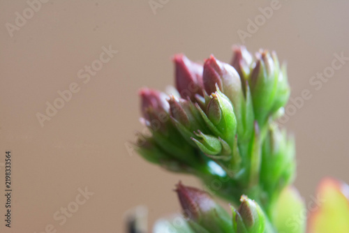 Macro shot of a green flower bud with blurred background, nature. Kalanchoe flower 