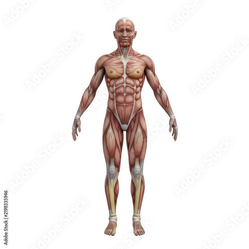 Full human body muscular anatomy model standing in a neutral front pose