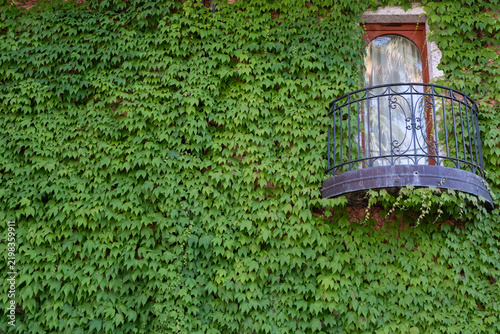 Green ivy wall with small balcony and window