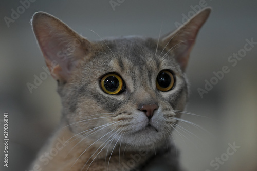 Allphotokz Cats 20241026 6733 Z9 S++