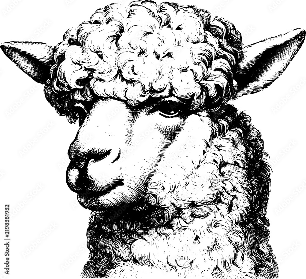Obraz premium Antique engraved closeup alpaca head with curly fleece on white background for vintage label design and poster
