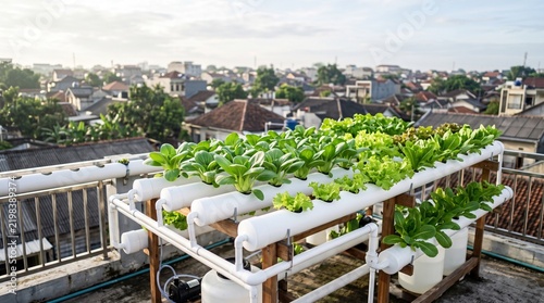 Rooftop Hydroponic System Growing Lettuce Pakcoy on Urban Roof Cityscape