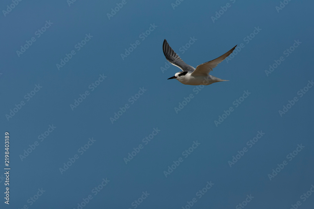 Fototapeta premium Little Tern, Sternula albifrons