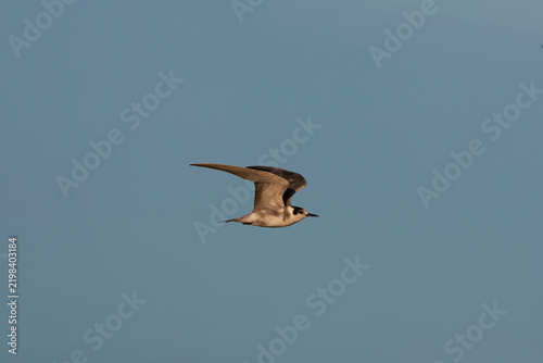 Konstfotografi Black Tern, Chlidonias niger