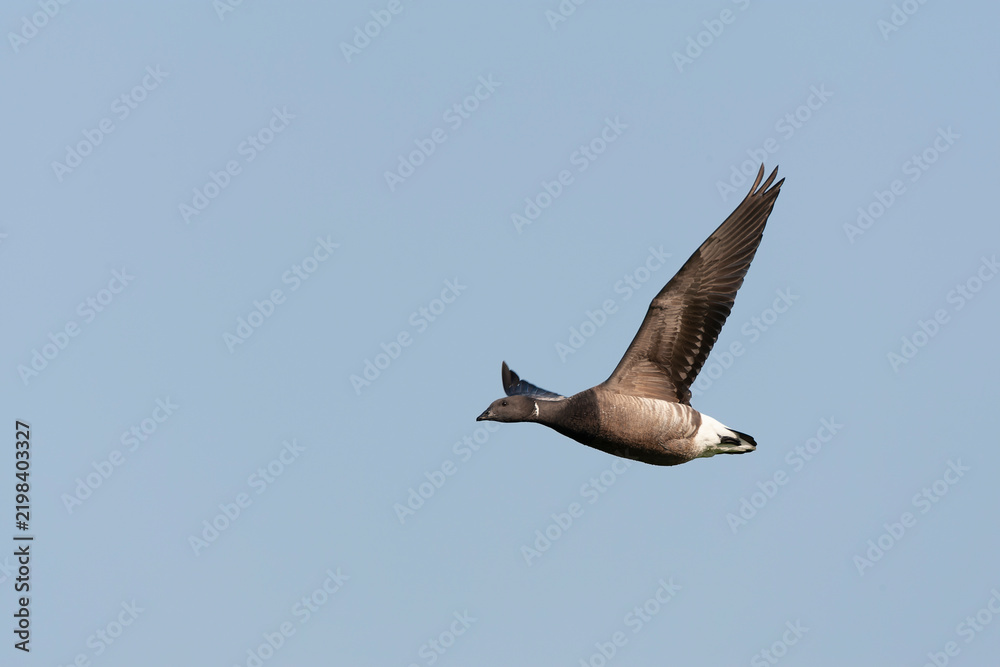 Obraz premium Dark-bellied Brent Goose, Branta bernicla