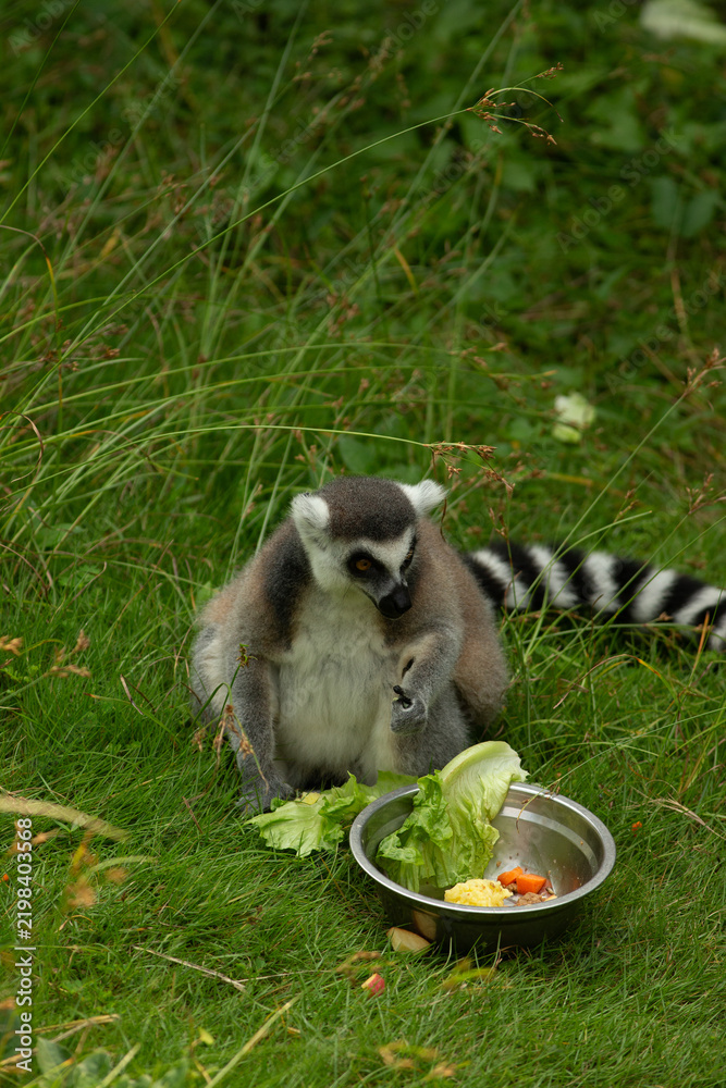 Obraz premium ring tailed lemur
