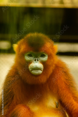 Foto Snub-nosed monkey