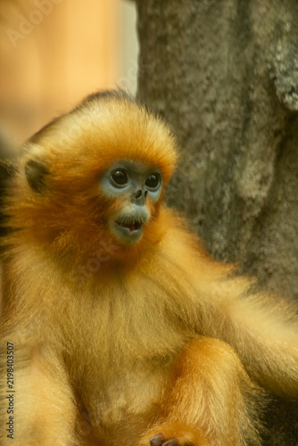 Foto Snub-nosed monkey
