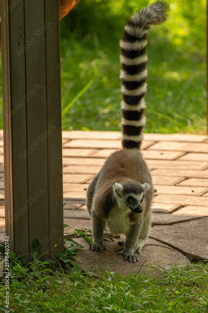 Obraz premium ring tailed lemur