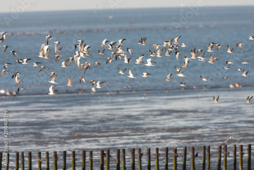 Fotografía Black Tern, Chlidonias niger