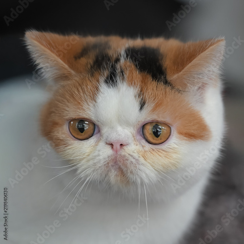 Allphotokz Cats 20251122 5487 Z9 S++