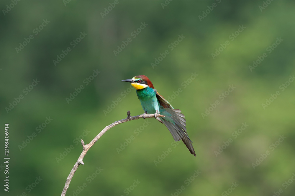 Obraz premium European Bee-eater, Merops apiaster